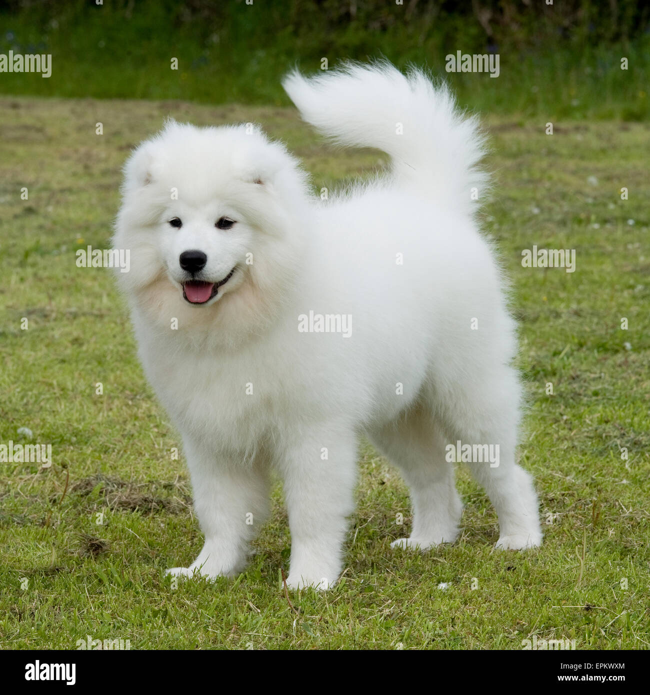 samoyed Stock Photo - Alamy