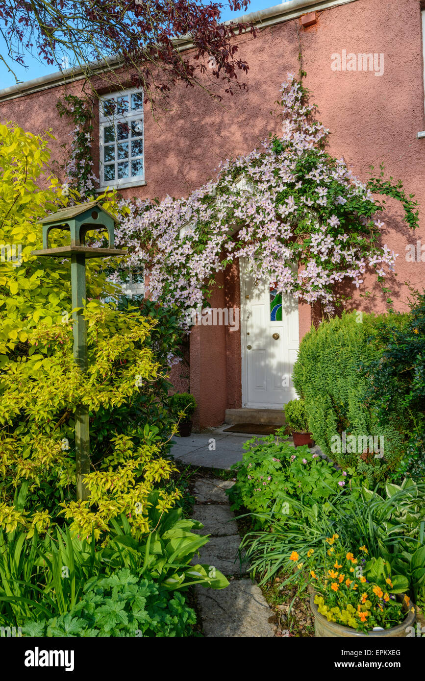 Pink clematis montana in full bloom around porch and along wall of pink country cottage. Late spring.May.Gloucestershire England Stock Photo