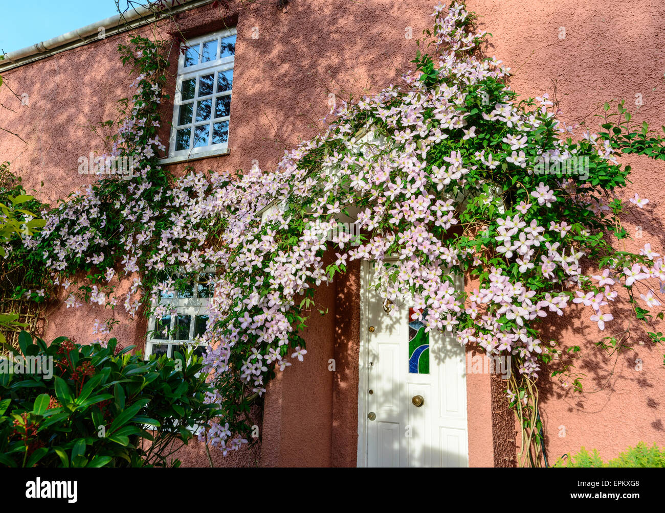 Pale pink clematis montana growing around porch and along wall of pink country cottage. Springtime, May. Gloucestershire England Stock Photo
