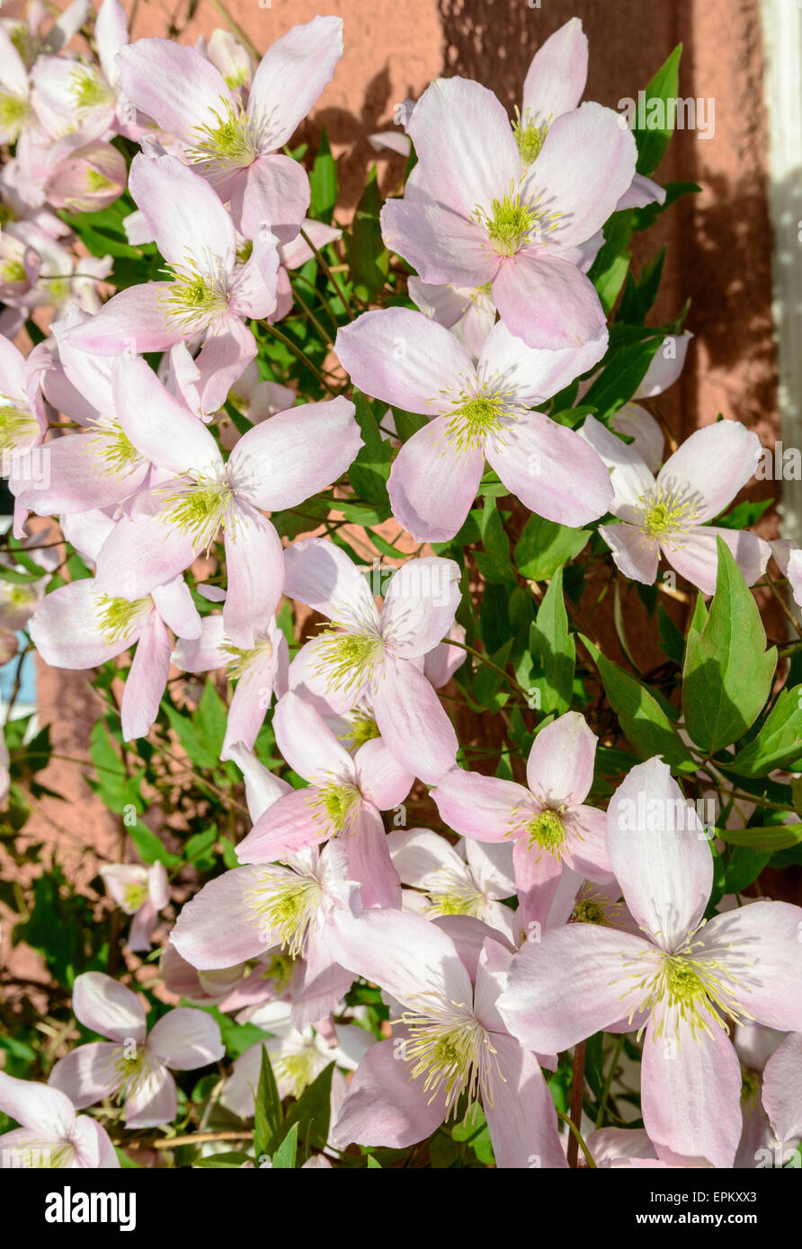 Pale pink clematis montana in full bloom growing around porch of pink country cottage in May. Gloucestershire England UK Stock Photo