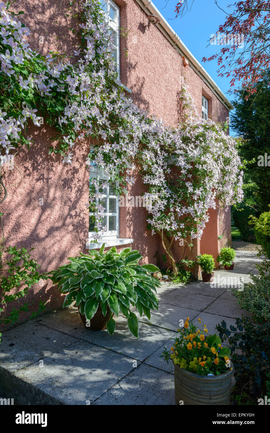 Pink country cottage in Gloucestershire England with clematis montana growing around porch and along front of cottage.Paved path Stock Photo