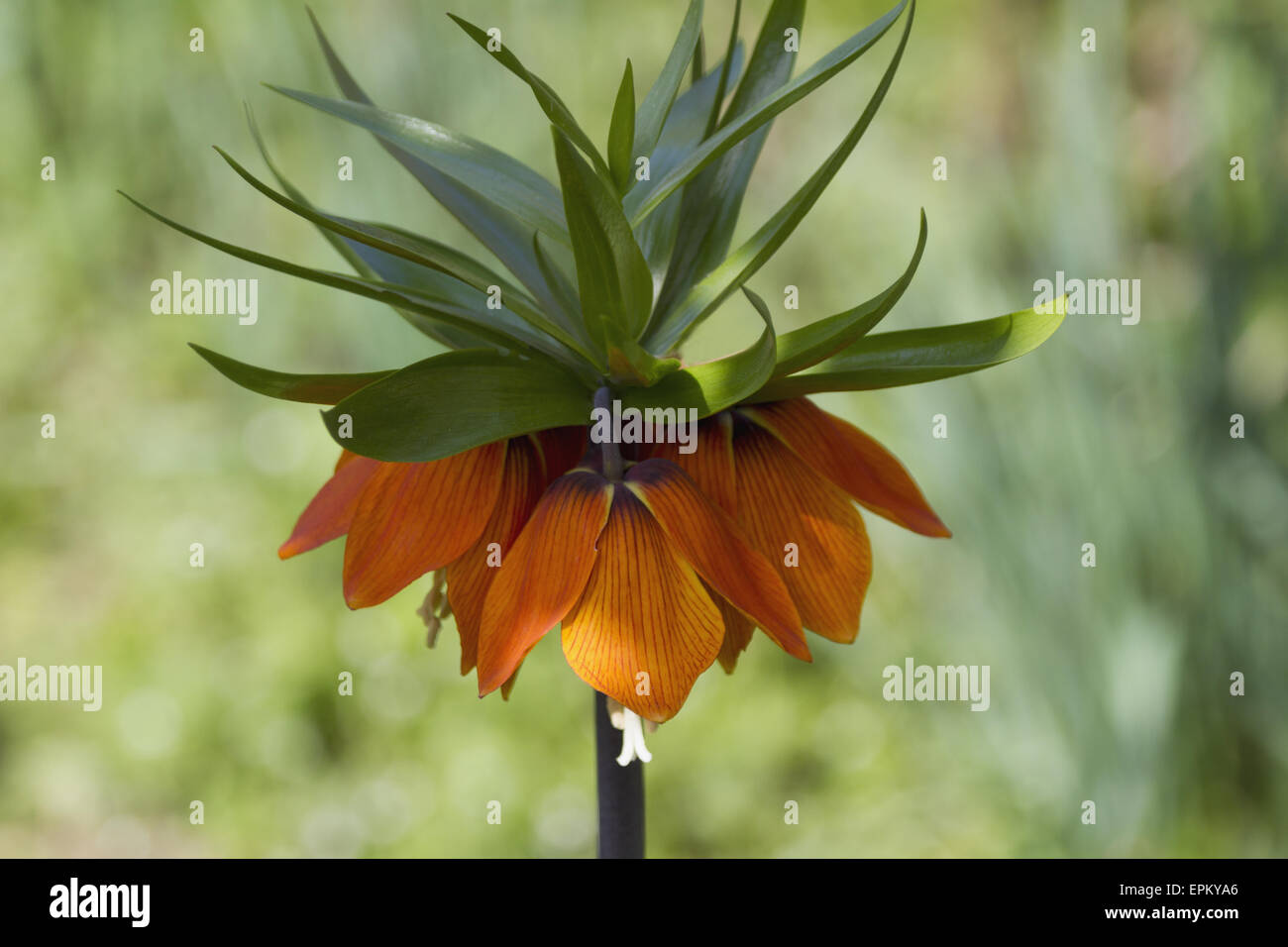 Fritillaria imperialis Stock Photo