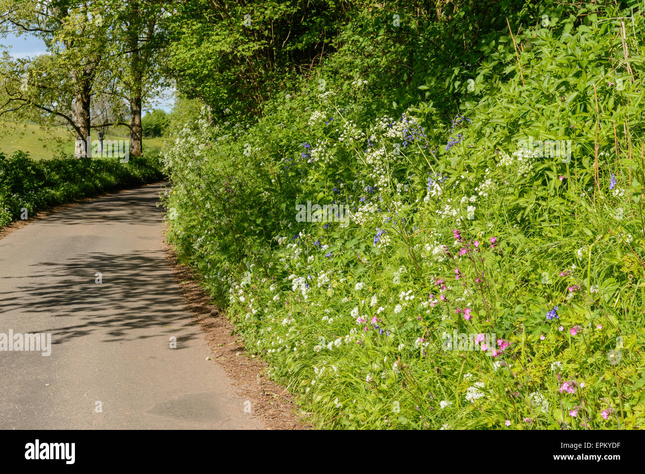 Variety of wild flowers growing alongside country lane in hedgerow. Month of May.Spring