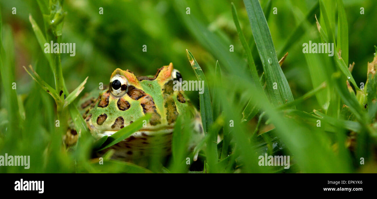 Pacman frog Stock Photo