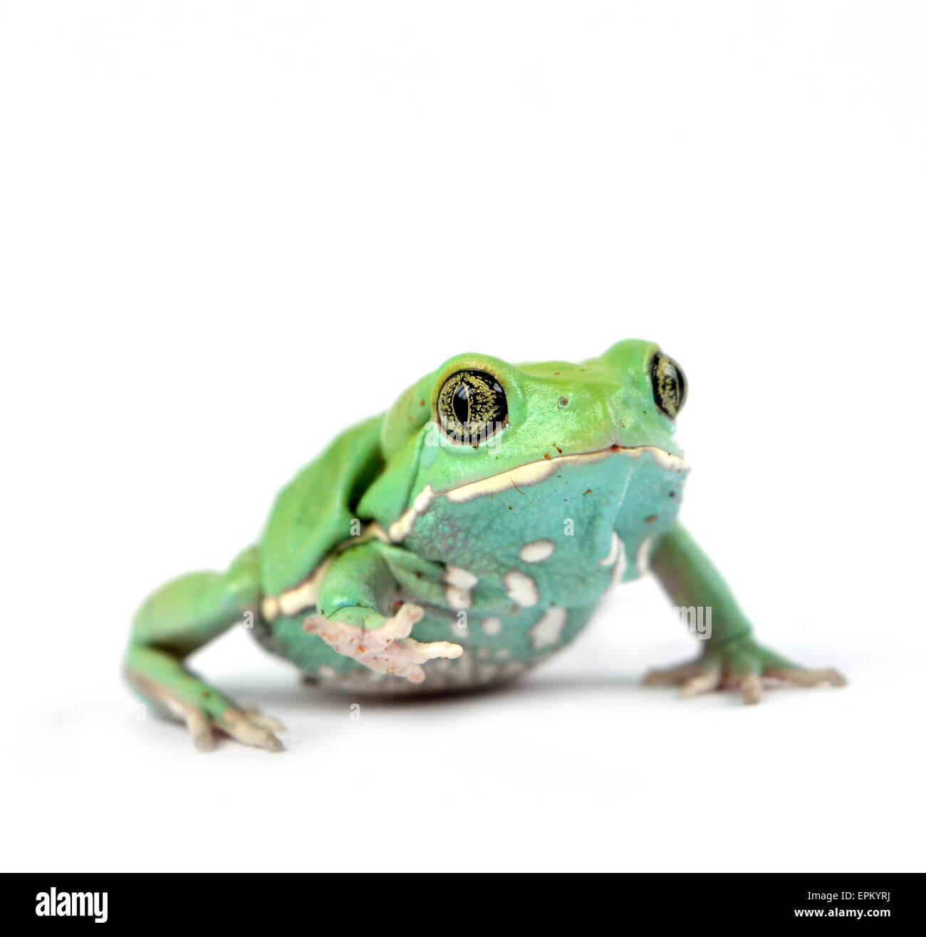 Waxy monkey frog(phyllomedusa sauvagii) Stock Photo