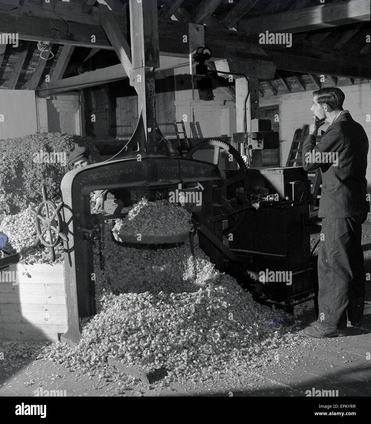 1950s, historical, male farm worker in an oast house using a traditional hop press on the dried