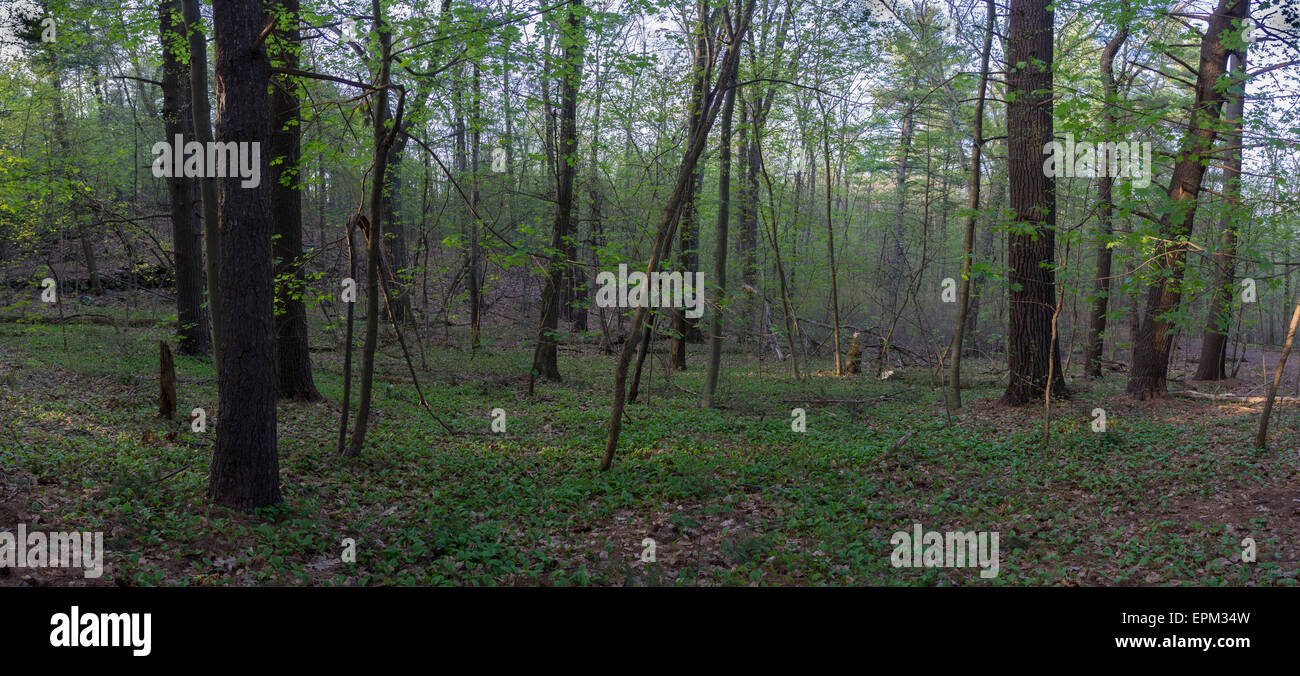 Panoramic trees hi-res stock photography and images - Alamy