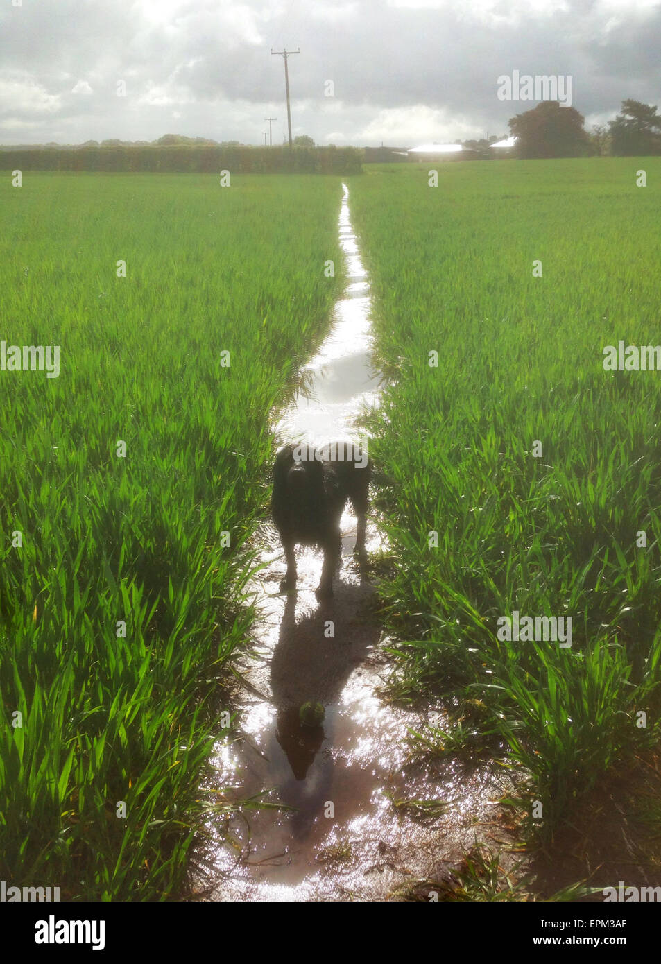 Knutsford, Cheshire, UK. 19th May, 2015. UK Weather. Wet dog walking in the village of Rostherne, Knutsford, Cheshire, UK today, as this wheat field resembles a paddy field after today's torrential downpours. Credit: Howard Barlow/Alamy Live News Stock Photo