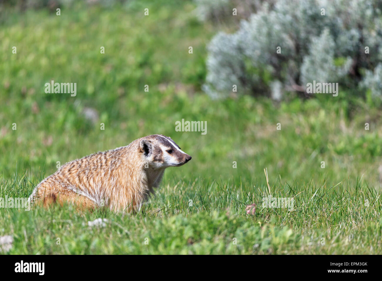 USA, Wyoming, Yellowstone Nationalpark, American badger sitting on a meadow Stock Photo