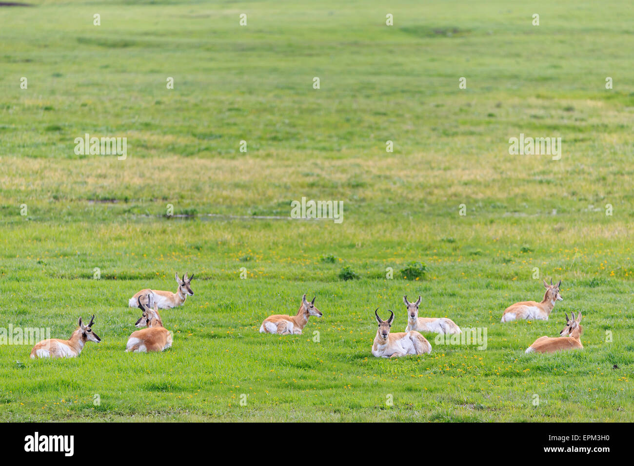 USA, Wyoming, Yellowstone Nationalpark, pronghorns lying on a meadow Stock Photo