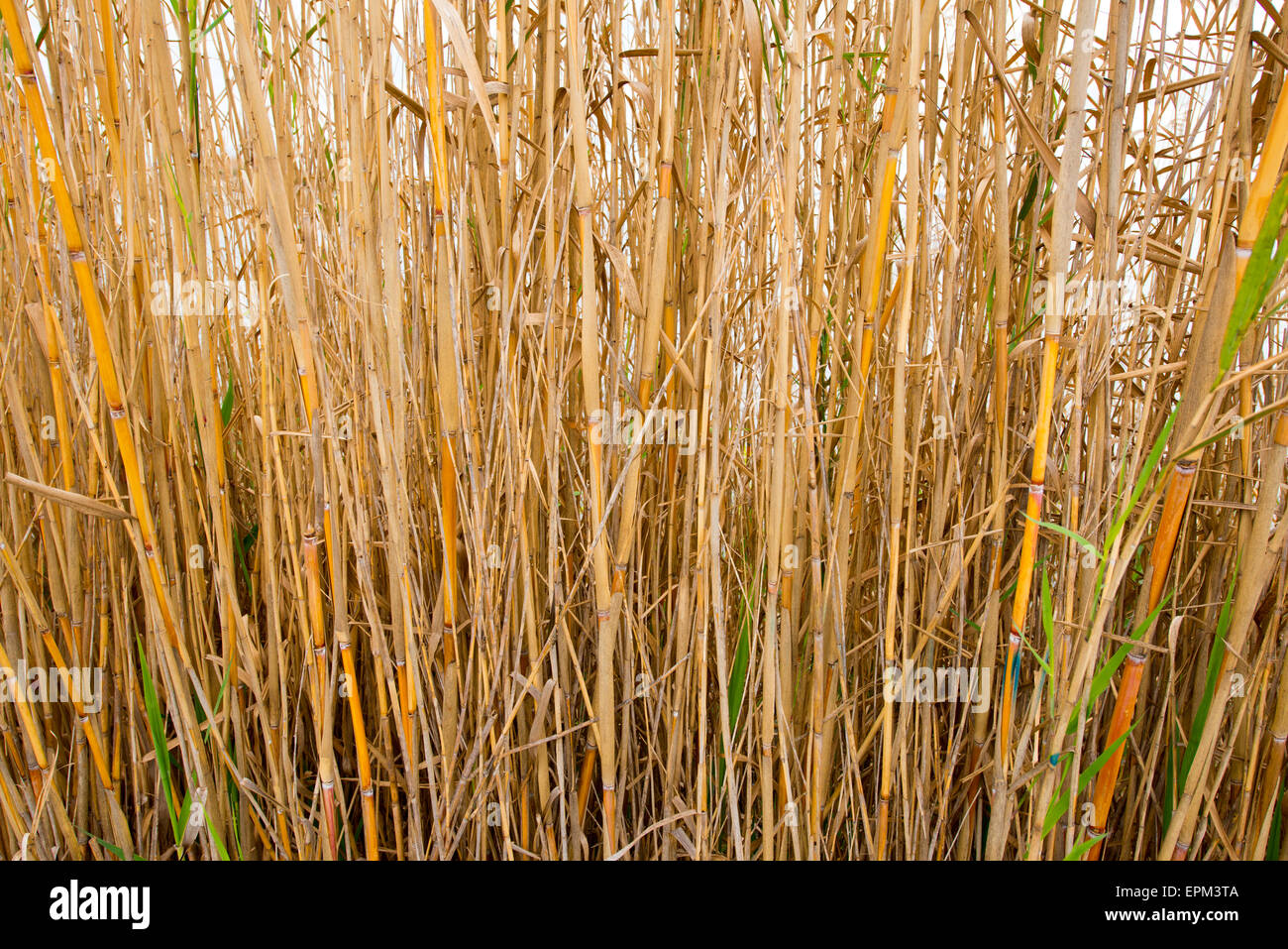 Field of brown bamboo Stock Photo