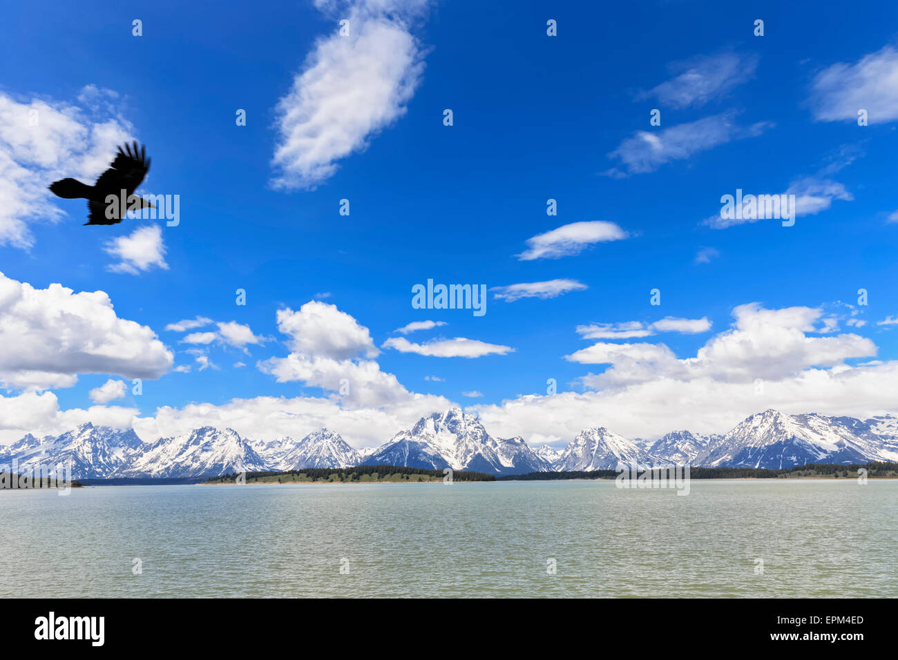 USA, Yellowstone National Park, Yellowstone Lake, View to Absaroka Mountains and Rocky Mountains, flying bird Stock Photo