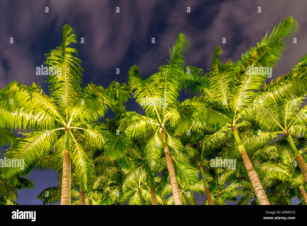 Palm trees during the sunset hours Stock Photo Alamy