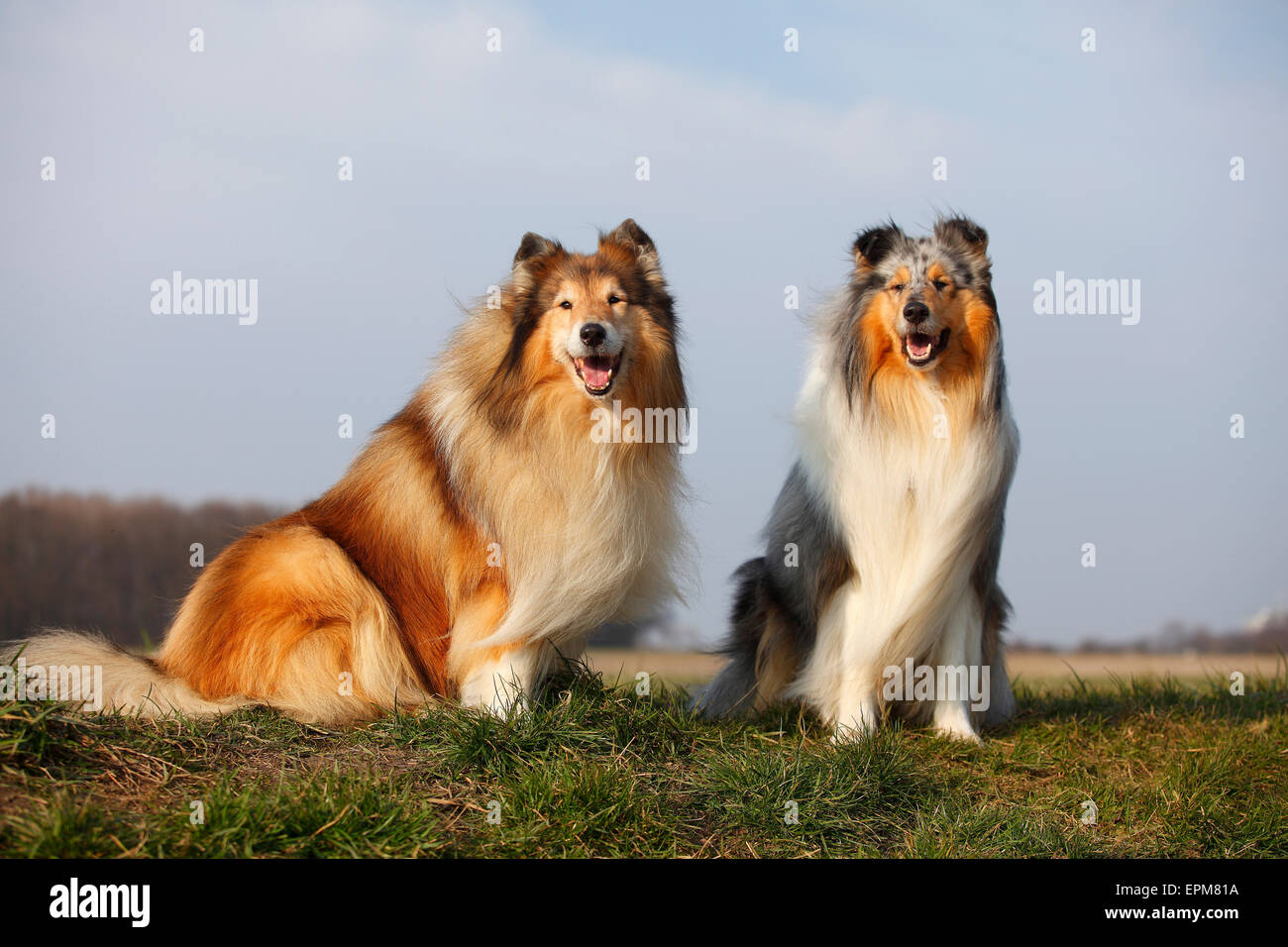 Portrait of two Rough Collies sitting on a meadow Stock Photo