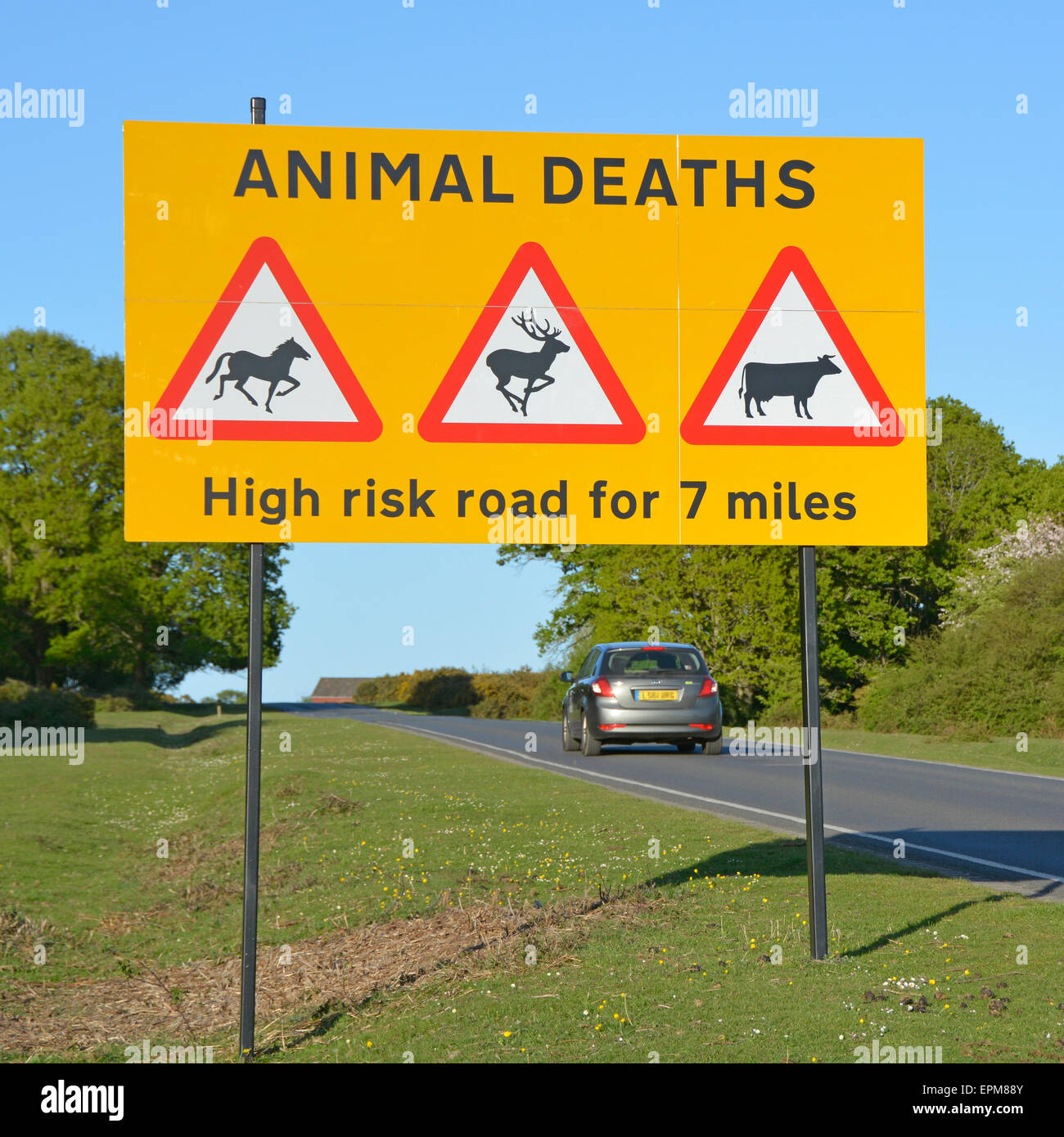 Road sign warning motorists of animal deaths to free roaming ponies deer & cattle on high risk road in New Forest National Park Hampshire England UK Stock Photo