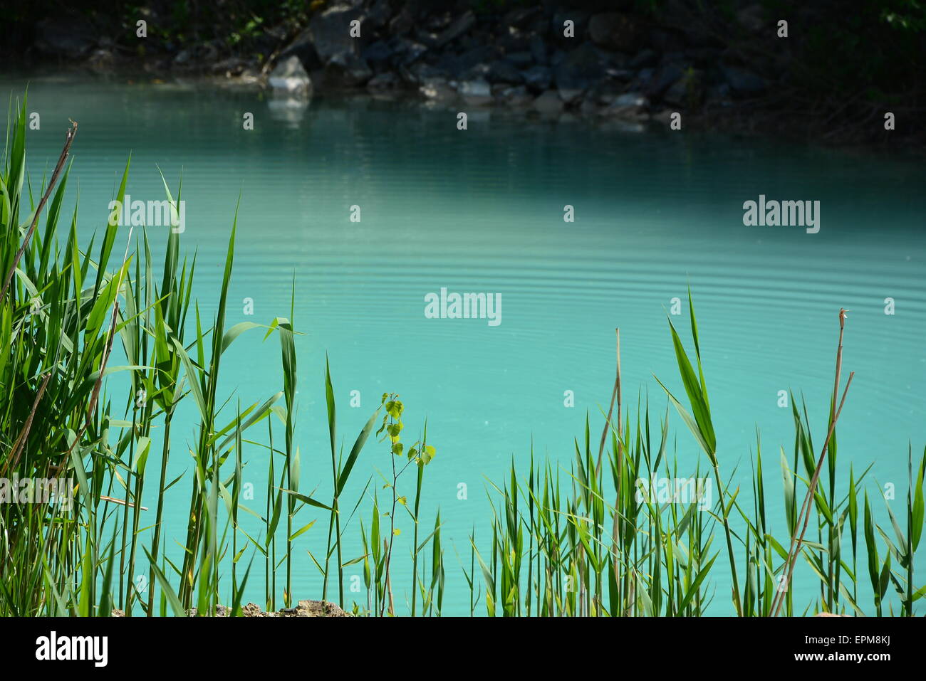 abstract green water background with green gras Stock Photo - Alamy