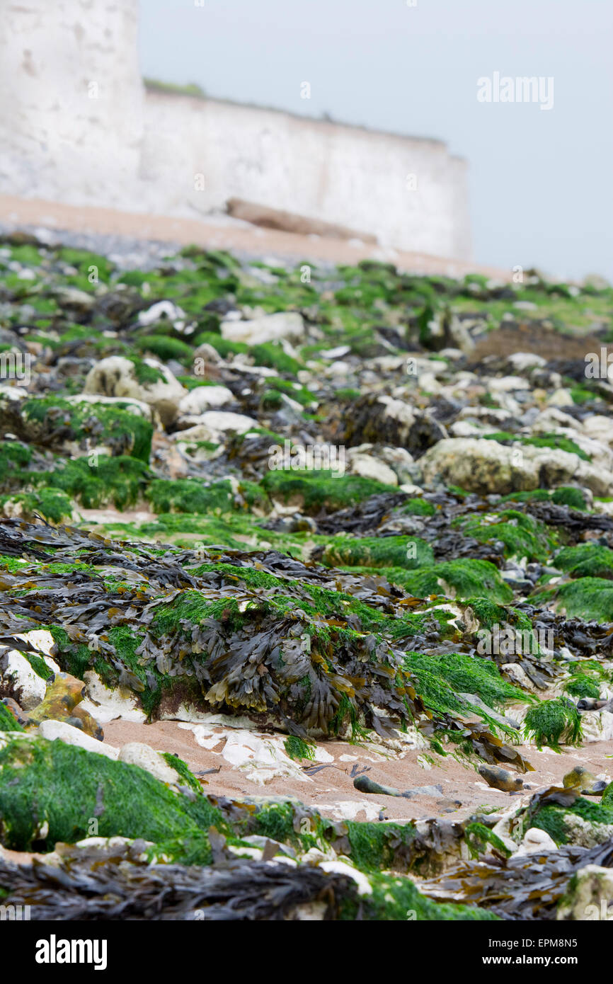 seaweed bed on beach sea weed Stock Photo