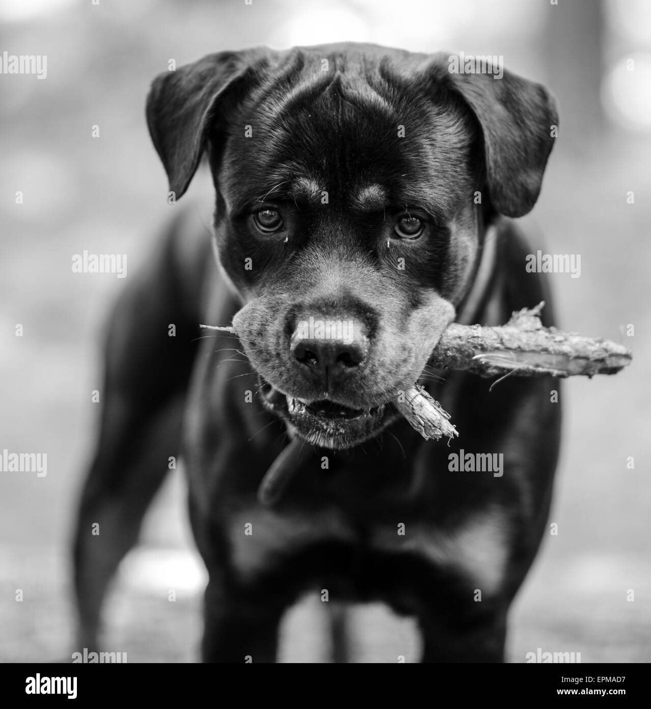 Rottweiler portrait with stick in mouth ready for playing Stock Photo