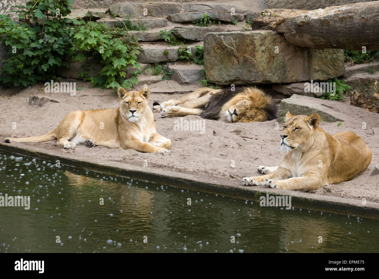 Pride of Lions relaxing in Captivity Stock Photo