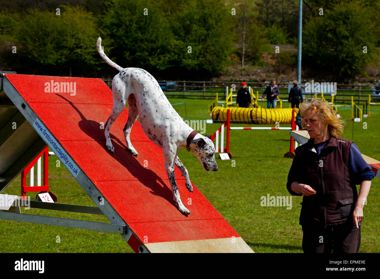 Highly trained domestic pet dog with its owner in an agility competition involving jumps and