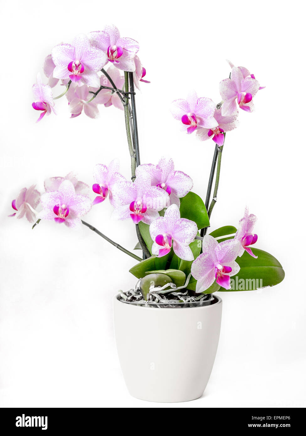 Orchid in flower pot Stock Photo