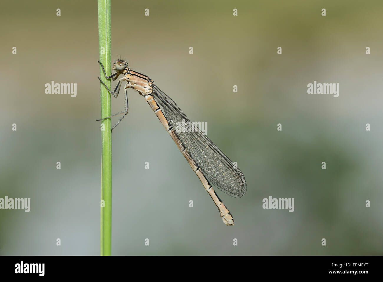 Blue damselfly hanging at blade of grass Stock Photo - Alamy