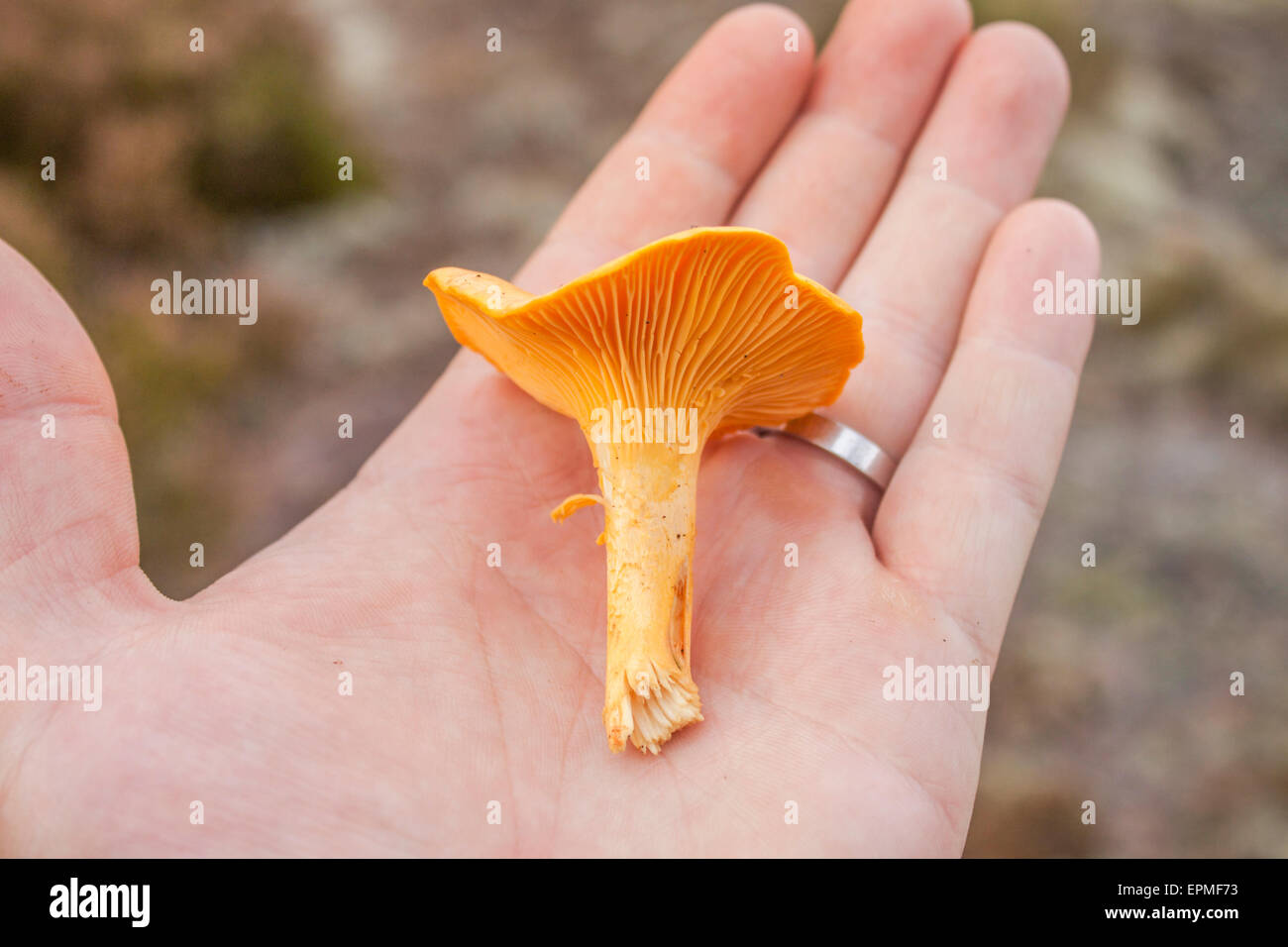 Chantarelle on humans hand, in the forrest Stock Photo