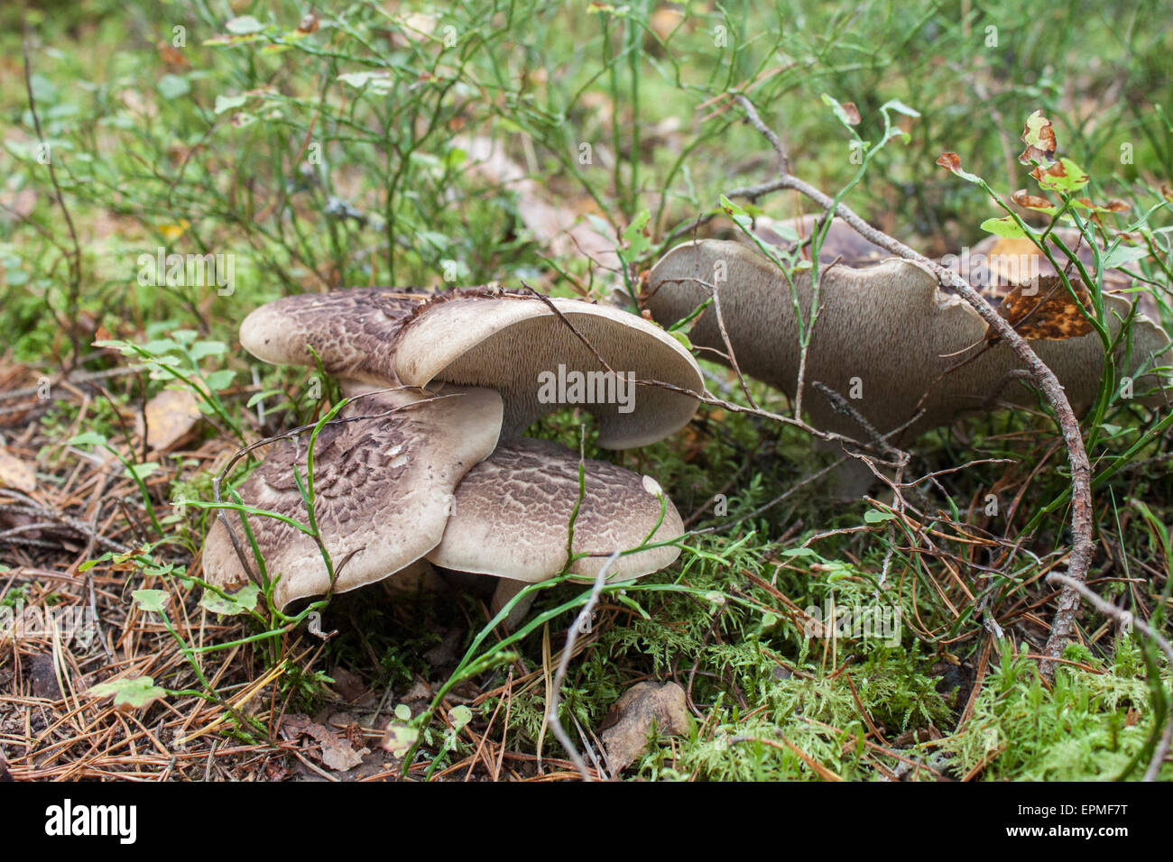 Exotic scale tooth fungus, in the forrest Stock Photo