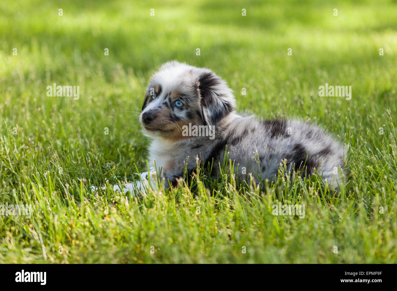 Australian Shepherd puppies are agile, energetic and mature into valued herding dogs and loyal companions who want to please. Stock Photo