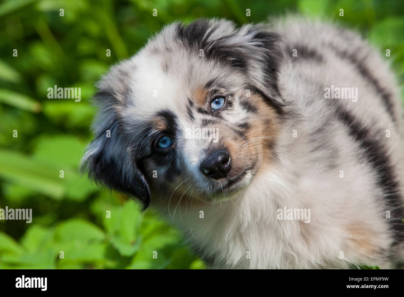 Australian shepherd herding dogs 2025