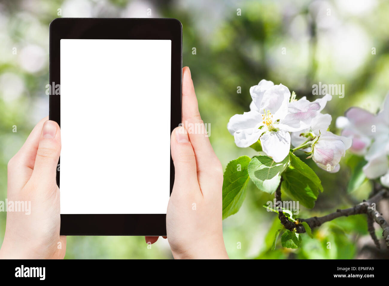 travel concept - tourist photograph flower on flowering apple tree close up in spring with green forest background on tablet pc Stock Photo
