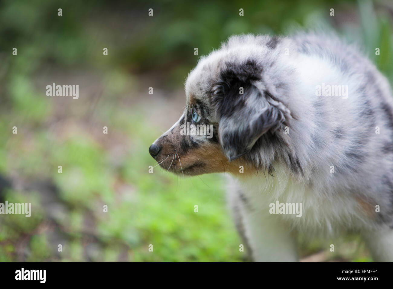 Australian Shepherd puppies are agile, energetic and mature into valued herding dogs and loyal companions who want to please. Stock Photo