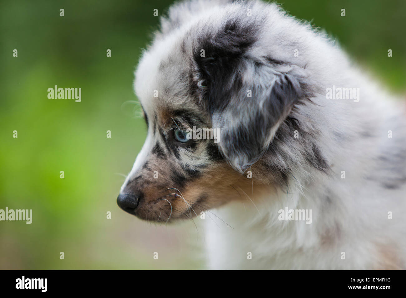 Australian Shepherd puppies are agile, energetic and mature into valued herding dogs and loyal companions who want to please. Stock Photo