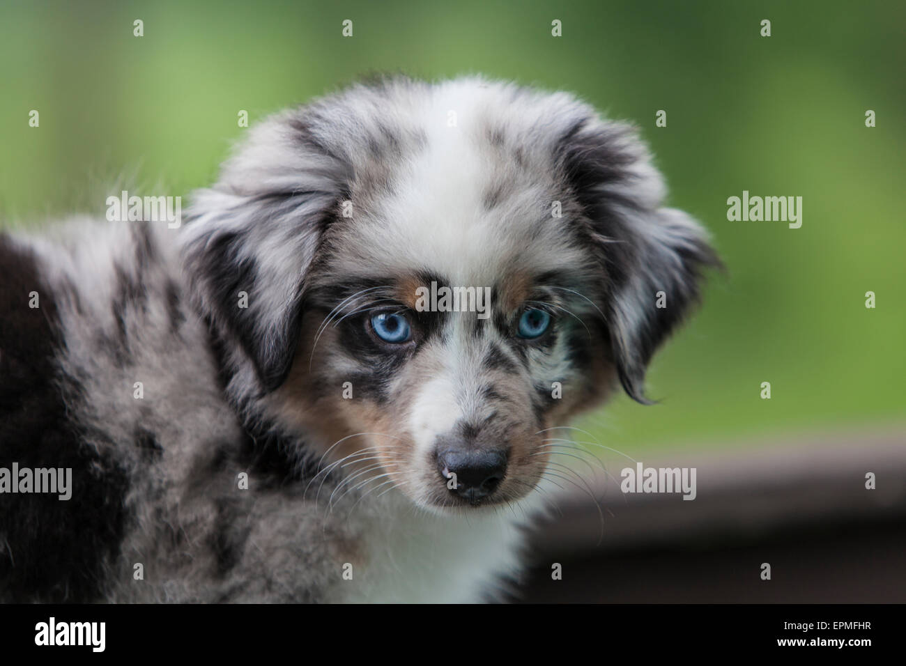 Australian Shepherd puppies are agile, energetic and mature into valued herding dogs and loyal companions who want to please. Stock Photo