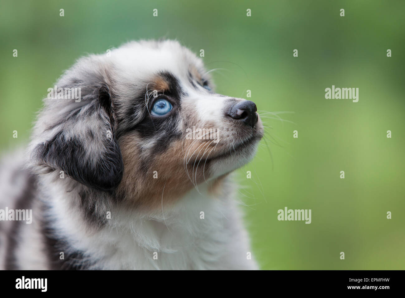 Australian Shepherd puppies are agile, energetic and mature into valued herding dogs and loyal companions who want to please. Stock Photo