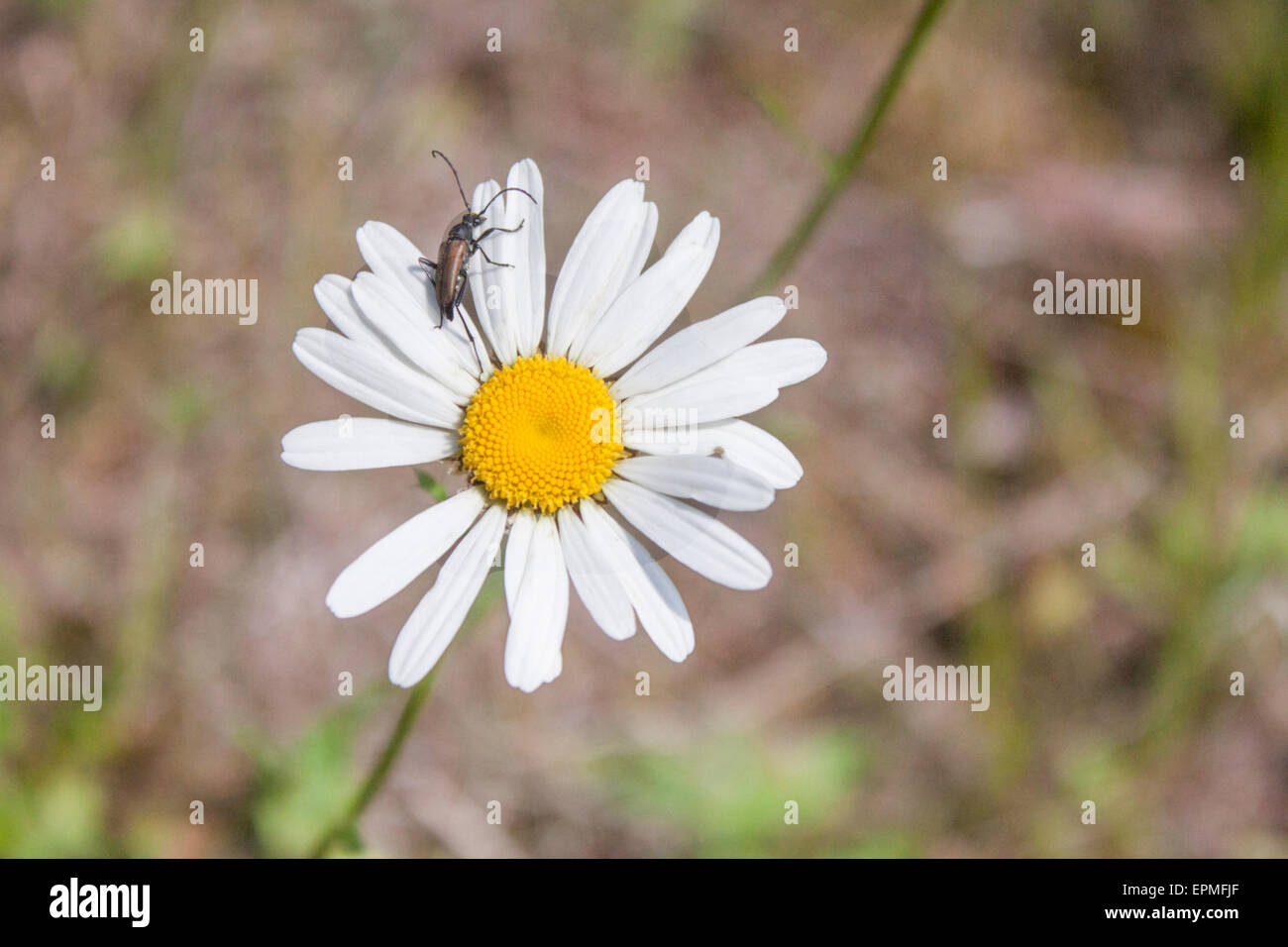 Insect on a marguerite, in the forrest Stock Photo - Alamy