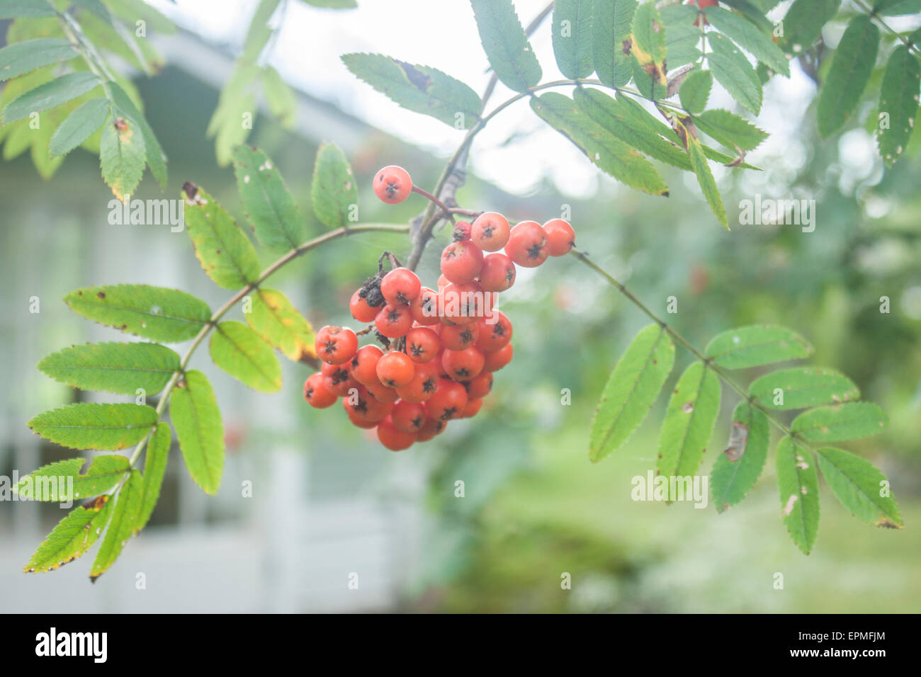 Rowanberrys hanging from a tree, in a garden Stock Photo