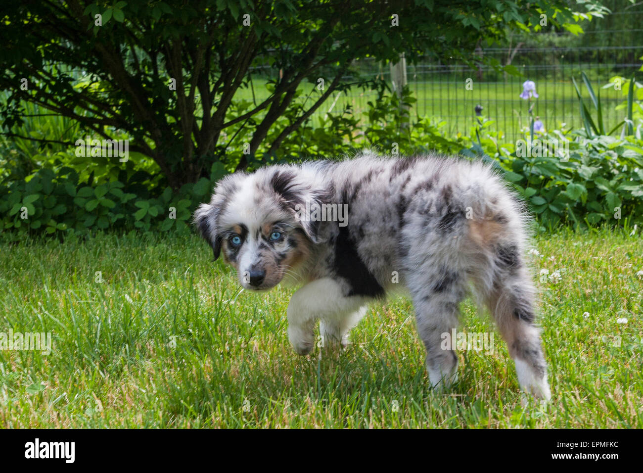 Australian Shepherd puppies are agile, energetic and mature into valued herding dogs and loyal companions who want to please. Stock Photo