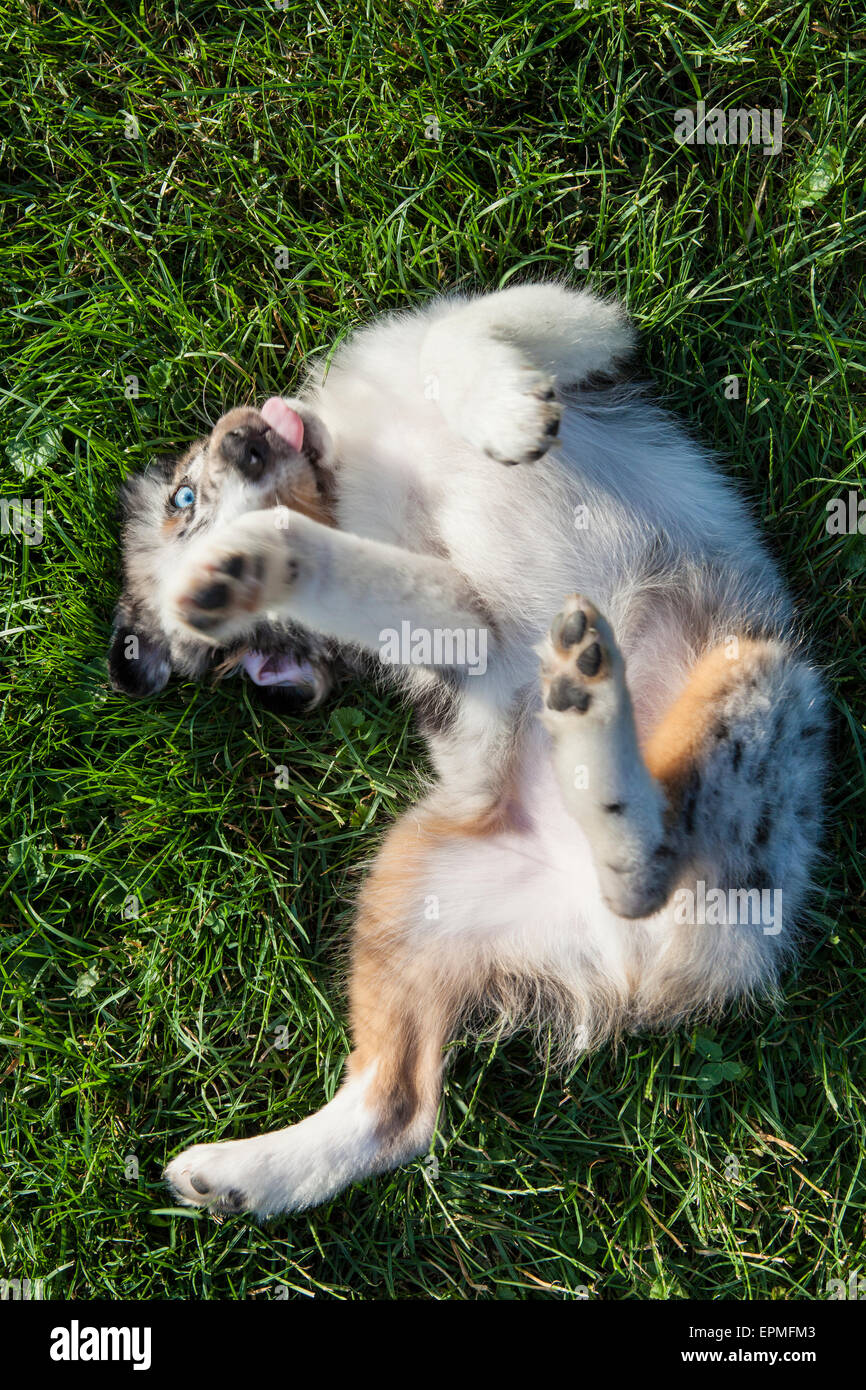 Australian Shepherd puppies are agile, energetic and mature into valued herding dogs and loyal companions who want to please. Stock Photo