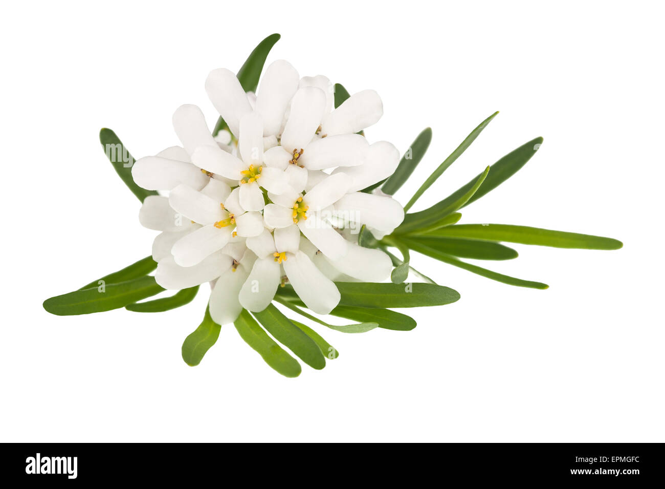 Iberis sempervirens flowers isolated on white background Stock Photo