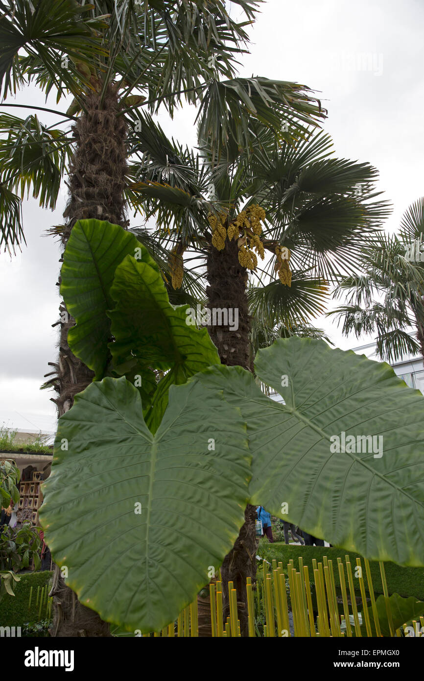 Chelsea, UK,19th May 2015, Giant palm leaves in The World Vision Garden at Chelsea Flower Show 2015 Credit: Keith Larby/Alamy Live News Stock Photo
