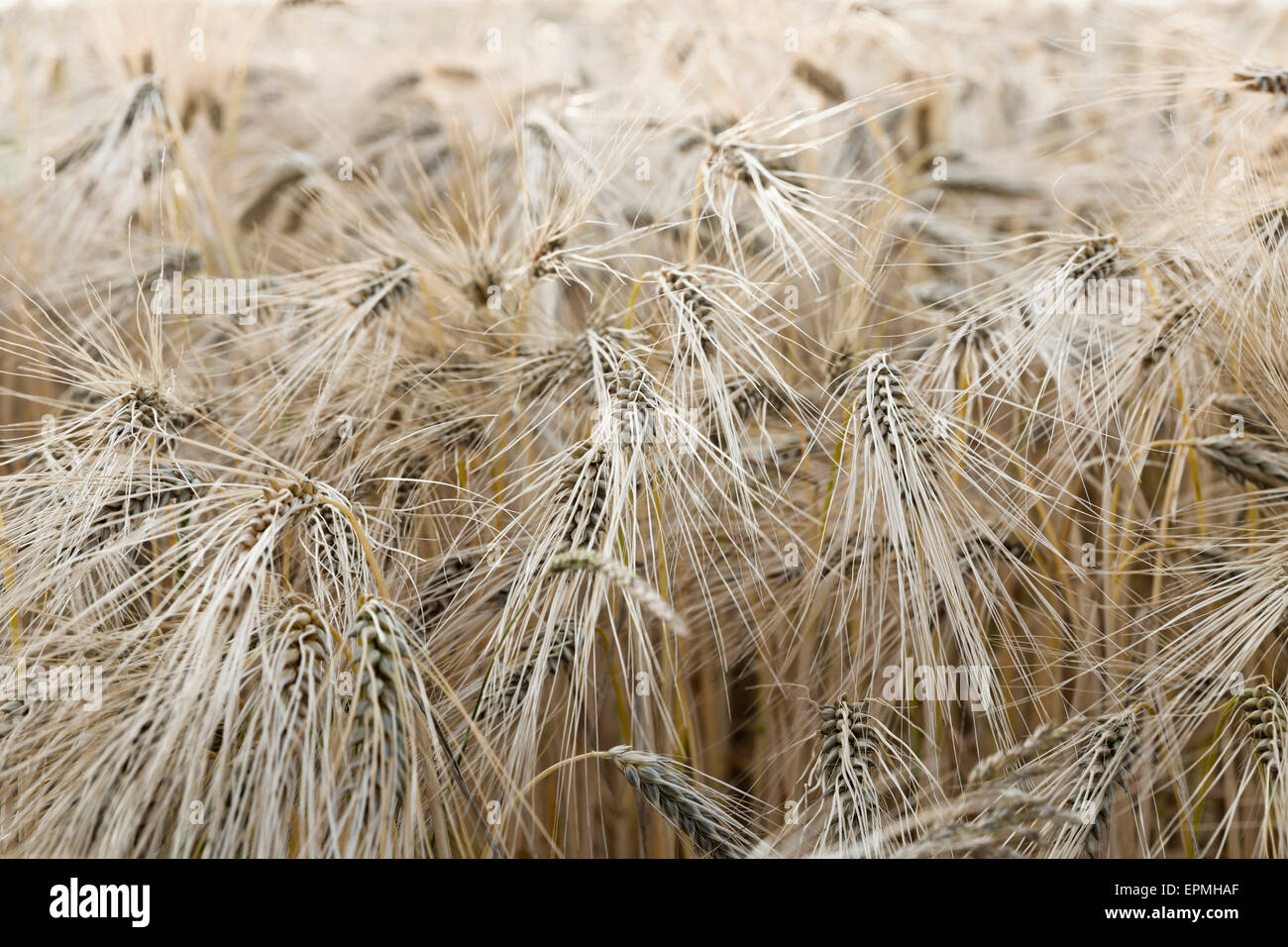Rivet wheat hires stock photography and images Alamy