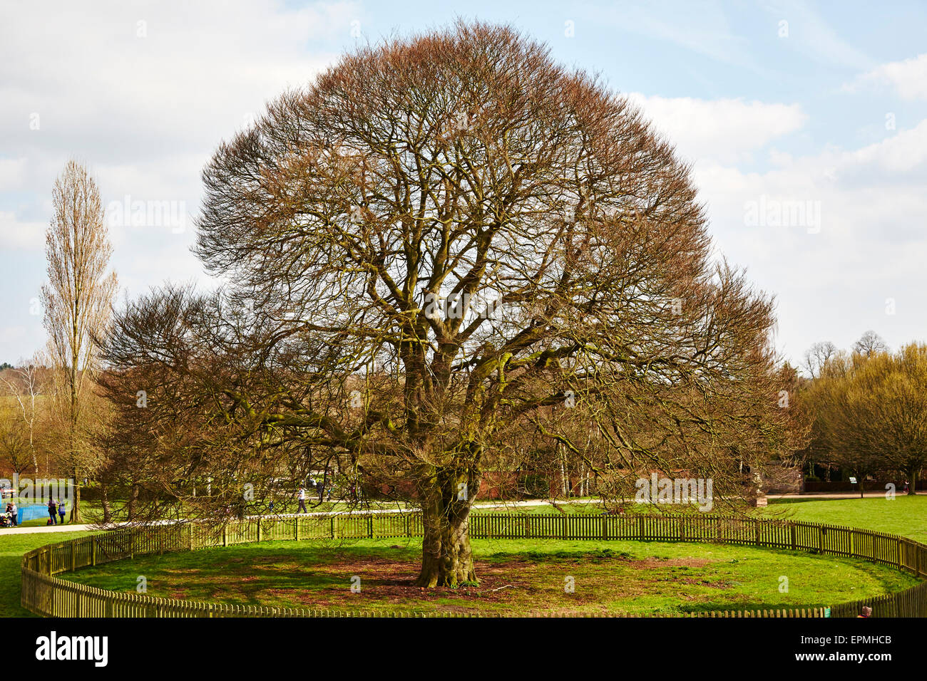 Large old beech tree at Rufford Abbey Country Park, Nottinghamshire, England, UK. Stock Photo