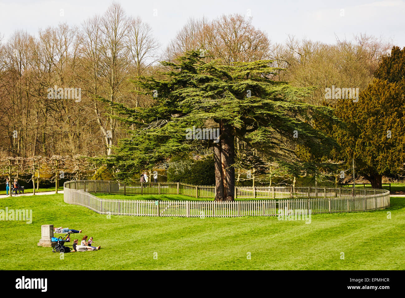 Old cedar tree at Rufford Abbey Country Park, Nottinghamshire, England, UK. Stock Photo