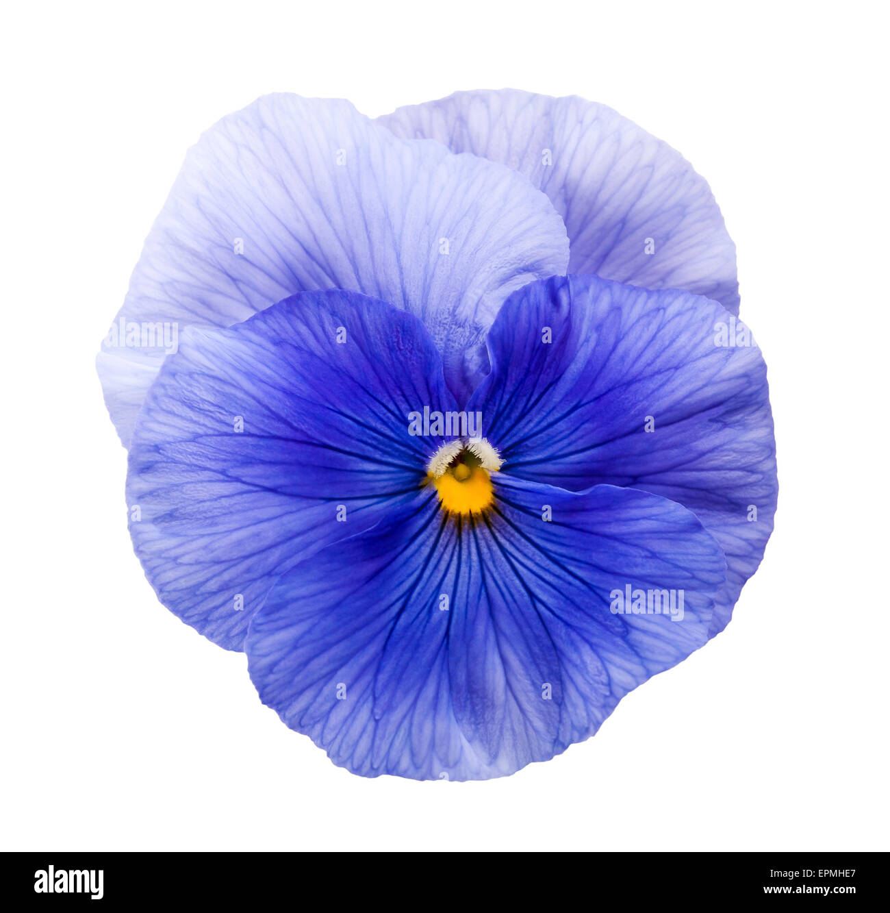 Violet flower isolated on white Stock Photo Alamy