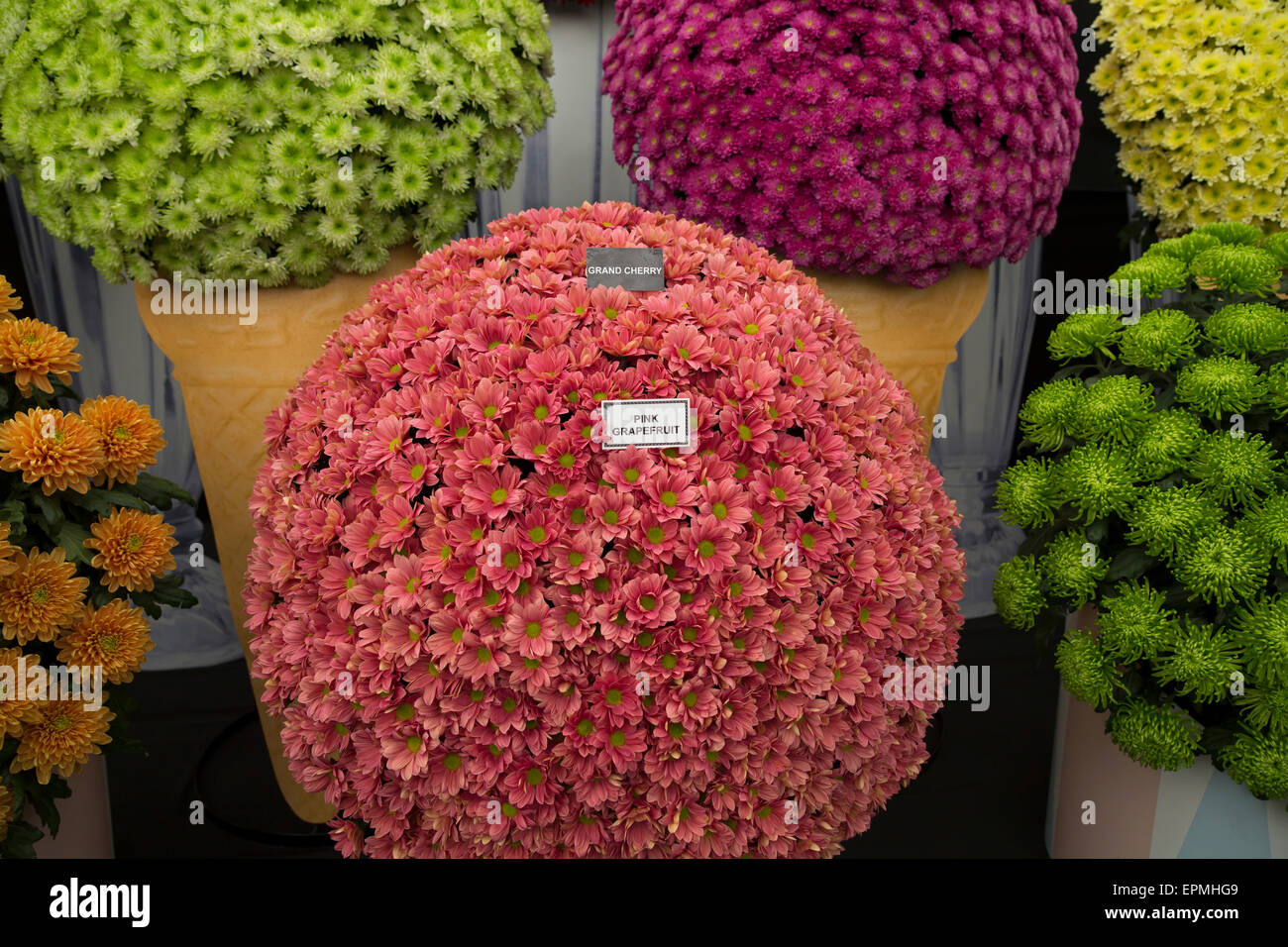 Pink grapefruit Chrysanthemums on display at Chelsea Flower Show 2015 Stock Photo