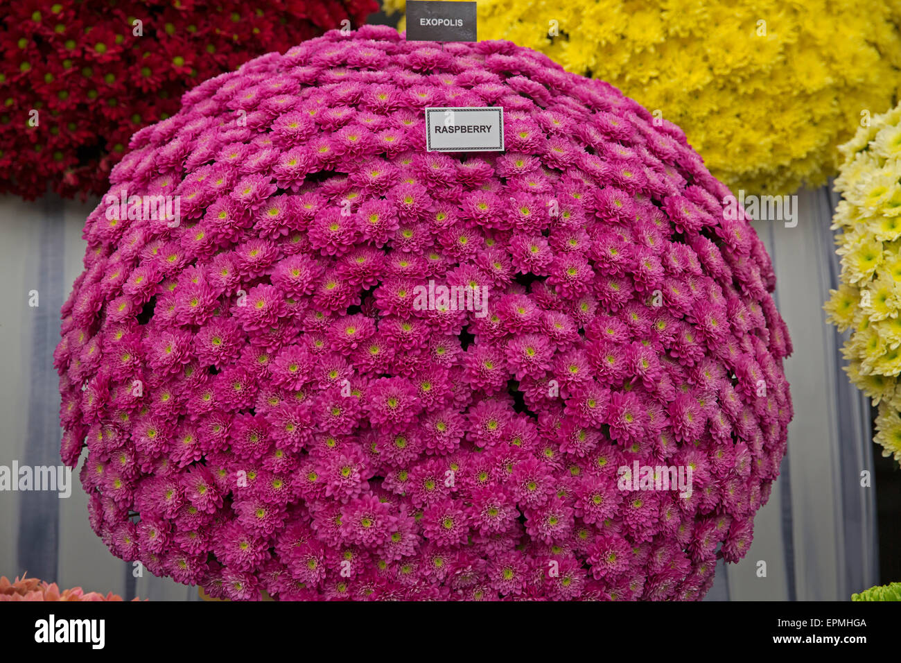 Raspberry Chrysanthemums on display at Chelsea Flower Show 2015 Stock Photo