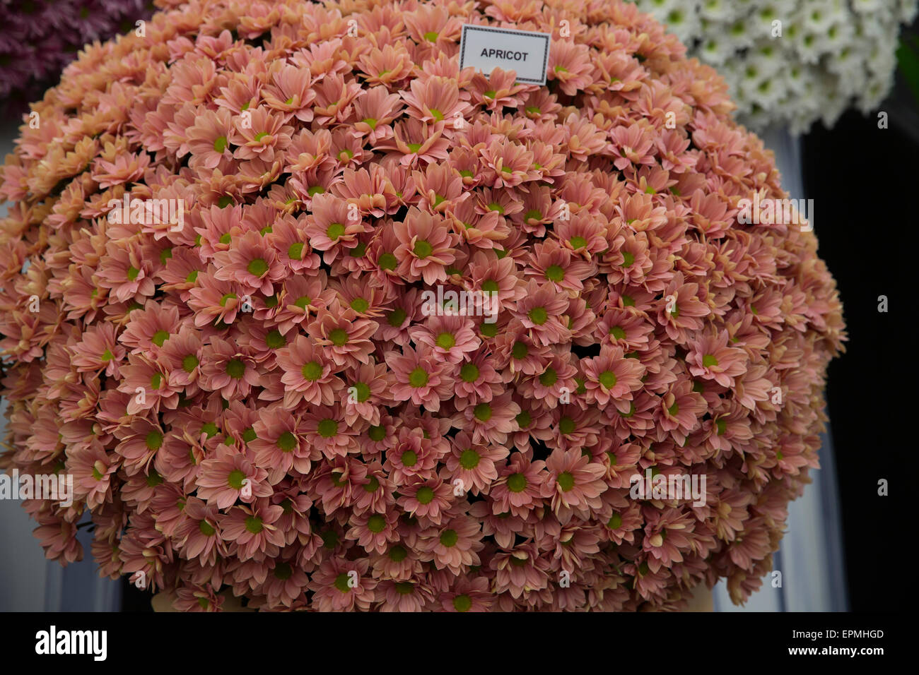 Apricot Chrysanthemums on display at Chelsea Flower Show 2015 Stock Photo
