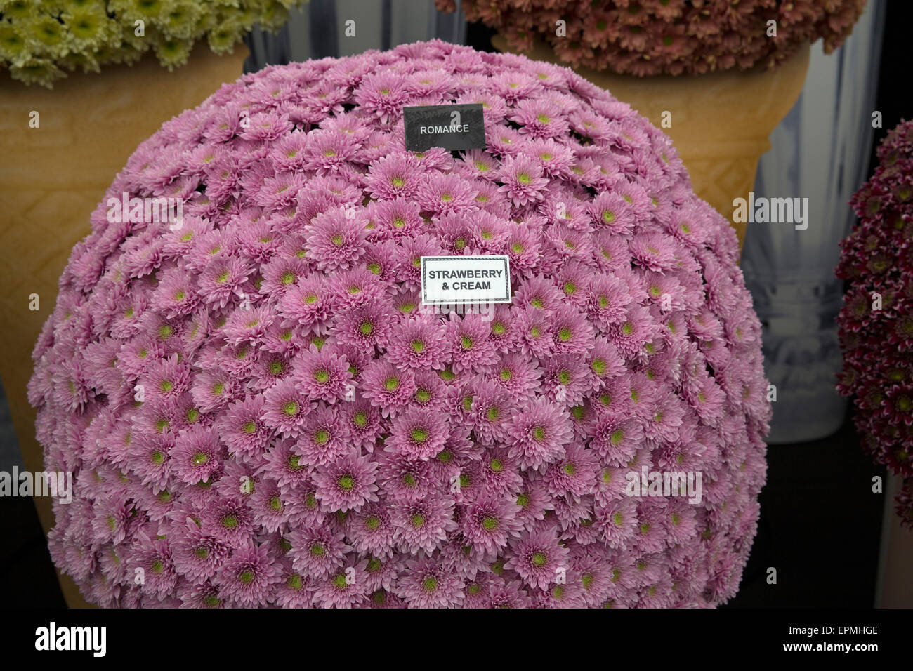 Romance Chrysanthemums on display at Chelsea Flower Show 2015 Stock Photo
