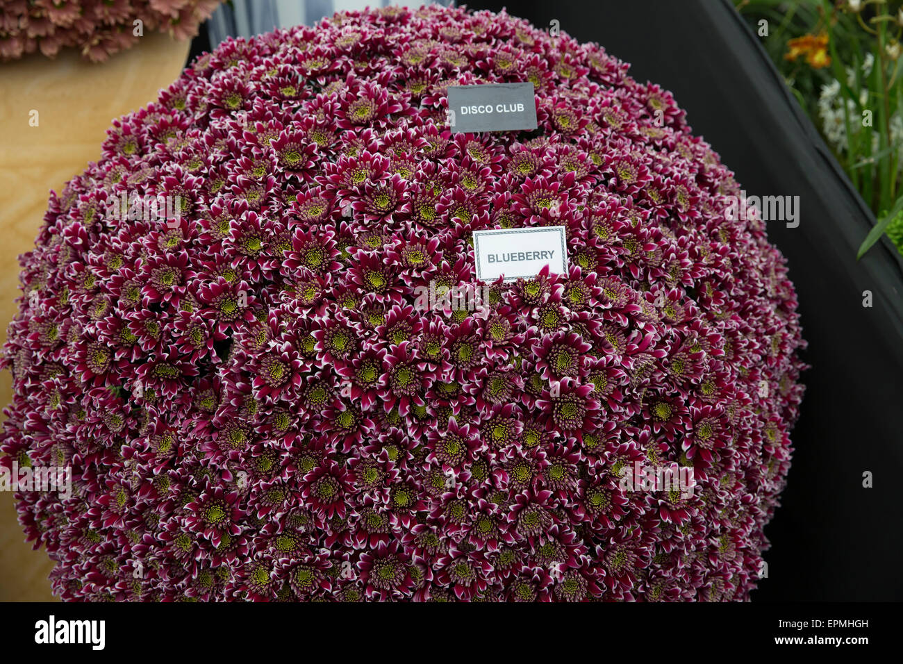Blueberry Chrysanthemums on display at Chelsea Flower Show 2015 Stock Photo